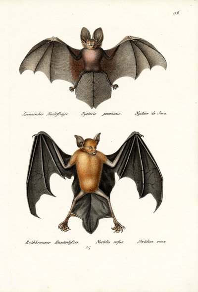 Murciélago de cara hueca de Karl Joseph Brodtmann