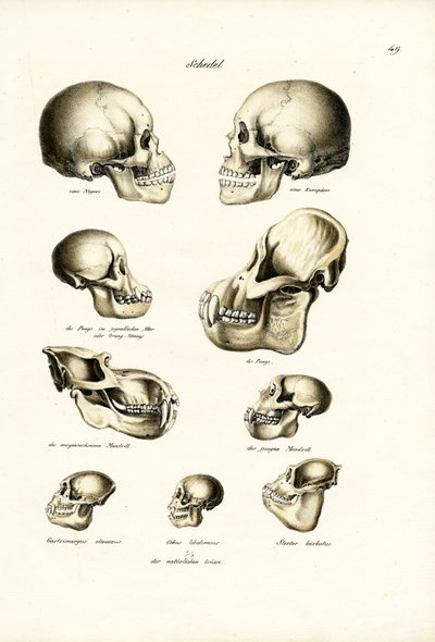 Calaveras humanas, 1824 de Karl Joseph Brodtmann