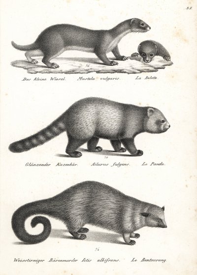 Comadreja menor, Mustela nivalis 1, panda rojo, Ailurus fulgens 2, vulnerable, y gato oso, Arctictis binturong 3, vulnerable. Litografía de Karl Joseph Brodtmann de la Historia natural ilustrada de hombres y animales de Heinrich Rudolf Schinz. de Karl Joseph Brodtmann