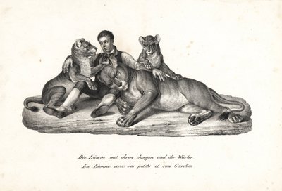 Leona y cachorros con domador, Panthera leo. Litografía de Karl Joseph Brodtmann de la Historia natural ilustrada de hombres y animales de Heinrich Rudolf Schinz. de Karl Joseph Brodtmann