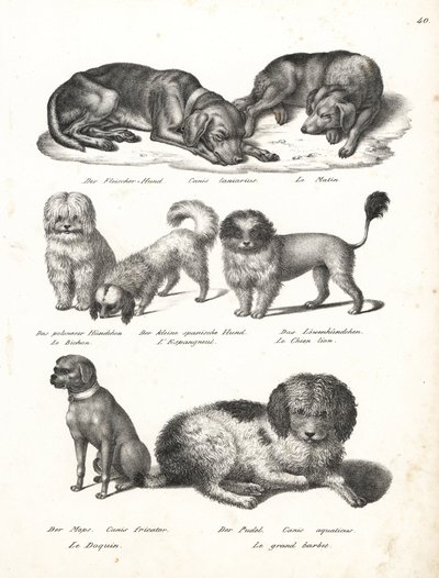 Perro Lurcher o matin, Canis laniarius, Bichón, perro español, Chow Chow, perro Pug, Canis fricator, y Caniche o perro de caza de agua, Canis aquaticus. Litografía de Karl Joseph Brodtmann de la Historia natural ilustrada de los hombres y los animales de H de Karl Joseph Brodtmann