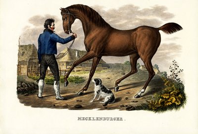 Caballo Mecklenburger, 1824 de Karl Joseph Brodtmann