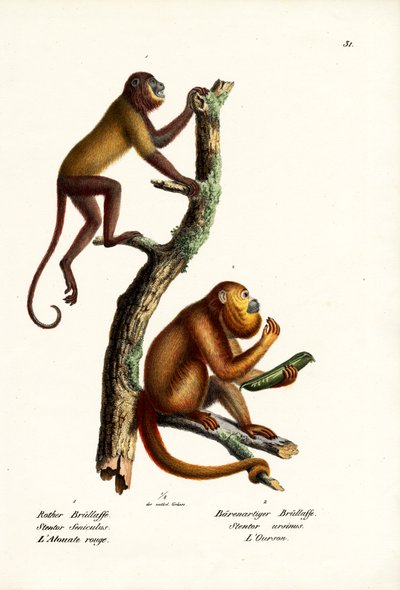 Monos aulladores rojos, 1824 de Karl Joseph Brodtmann