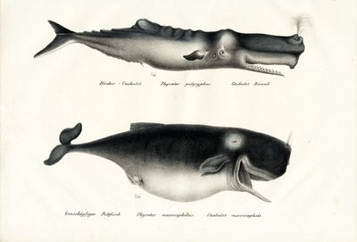 Ballenas de esperma, 1824 de Karl Joseph Brodtmann