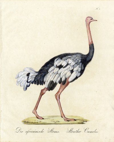  de Karl Joseph Brodtmann