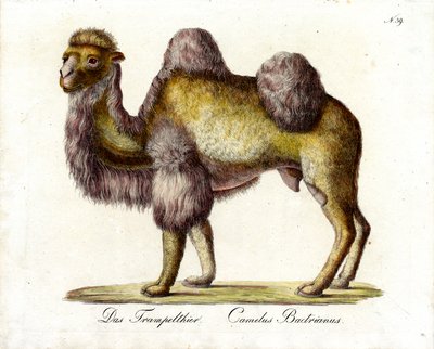  de Karl Joseph Brodtmann