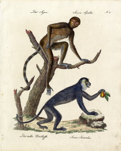  de Karl Joseph Brodtmann