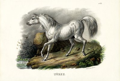 Caballo turco, 1824 de Karl Joseph Brodtmann