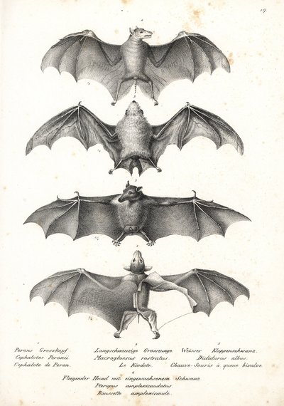 Murciélago frugívoro occidental de dorso desnudo, Dobsonia peronii 1, murciélago nectarívoro de lengua larga, Macroglossus minimus 2, murciélago fantasma del norte, Diclidurus albus 3, y rousette de Geoffroy, Rousettus amplexicaudatus 4. Litografía de Karl de Karl Joseph Brodtmann