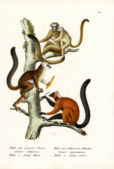 Lemur de frente blanca, 1824 de Karl Joseph Brodtmann