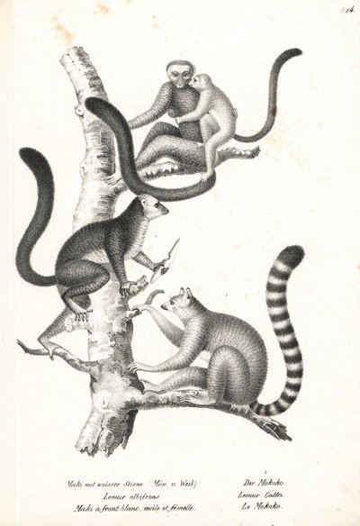 Lémur de cabeza blanca, Eulemur albifrons, macho y hembra, en peligro 1, y lémur de cola anillada, Lemur catta, en peligro 2. Litografía de Karl Joseph Brodtmann de la Historia Natural Ilustrada de Hombres y Animales de Heinrich Rudolf Schinz. de Karl Joseph Brodtmann