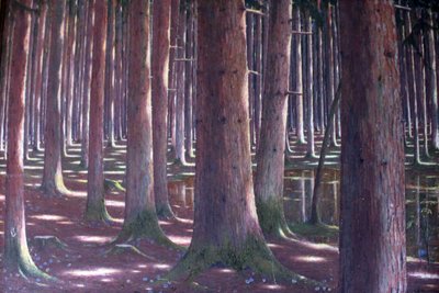 Bosque de abetos de Karl Lambrecht