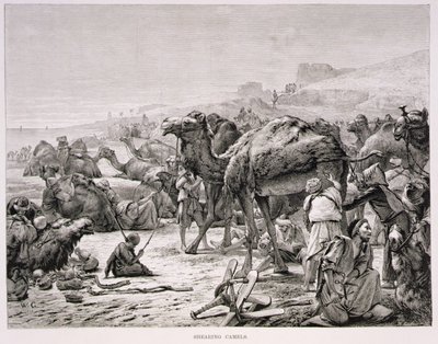 Esquilando camellos de Karl Wilhelm Gentz