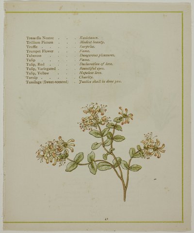 Valeriana a través de Volkamenia, de El lenguaje iluminado de las flores de Kate Greenaway