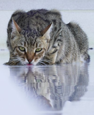 Cool Cat, 2022, fotografía de Katha Wood
