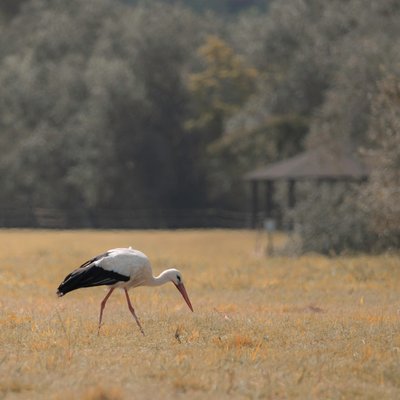 Pagoda de la Garza, 2021 (foto) de Katha Wood