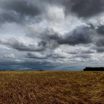 Cielo tormentoso sobre una cosecha de finales de verano de 2020 de Katha Wood
