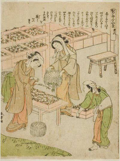 Lámina 6 (Examinando los capullos recién hilados), de la serie "Kaiko Yashinai-gusa" de Katsukawa Shunsho