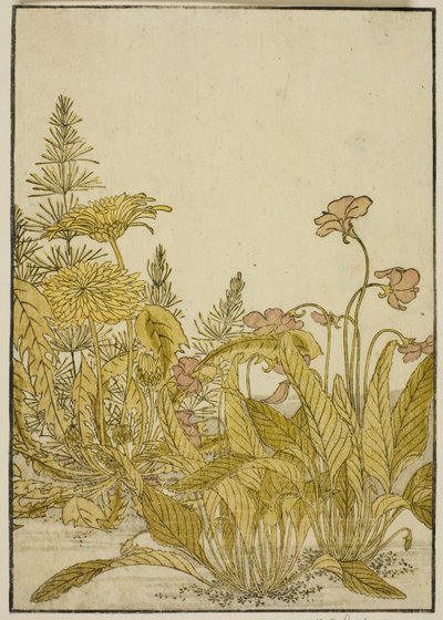 Flores de primavera: violetas y dientes de león, del libro "Espejo de mujeres hermosas de los barrios de placer (Seiro bijin awase sugata kagami)," vol. 1 de Katsukawa Shunsho