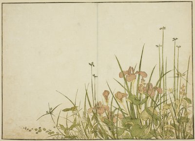 Flores de verano: lirios y plantagos de agua, del libro "Espejo de mujeres hermosas de los barrios de placer (Seiro bijin awase sugata kagami)," vol. 1 de Katsukawa Shunsho
