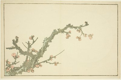 Ciruelo en flor, del Libro de pinturas realistas de Hokusai de Katsushika Hokusai