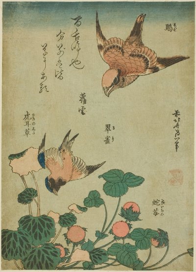 Alcaudón cabecigrís y azulejo con saxífraga y fresa silvestre (Mozu, ruri, yukinoshita, hebi-ichigo), de una serie sin título de flores y aves de Katsushika Hokusai
