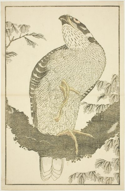 Halcón, de El libro de pinturas realistas de Hokusai (Hokusai shashin gafu) de Katsushika Hokusai