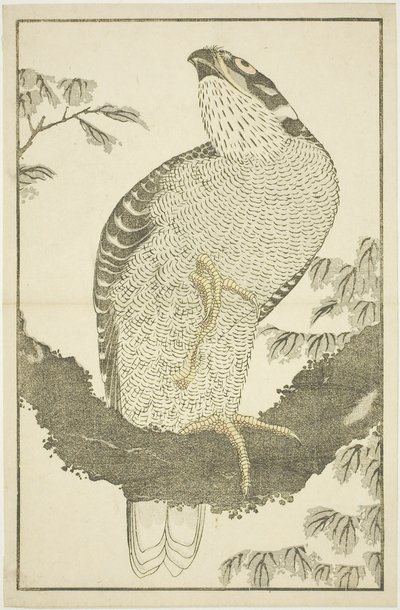 Halcón, del Libro de Imágenes de Pinturas Realistas de Hokusai (Hokusai shashin gafu) de Katsushika Hokusai