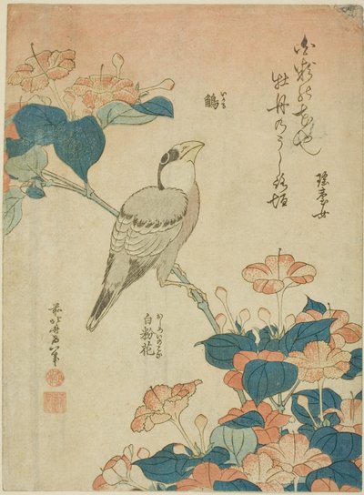 Grosbeak japonés y maravilla de Perú (Ikaru, oshiroi no hana), de una serie sin título de flores y pájaros de Katsushika Hokusai