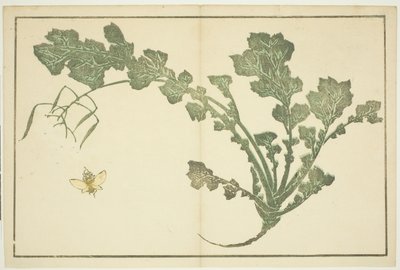 Avispa y Tallo de Nabo, de "El Libro de Imágenes Realistas de Hokusai (Hokusai shashin gafu)" de Katsushika Hokusai