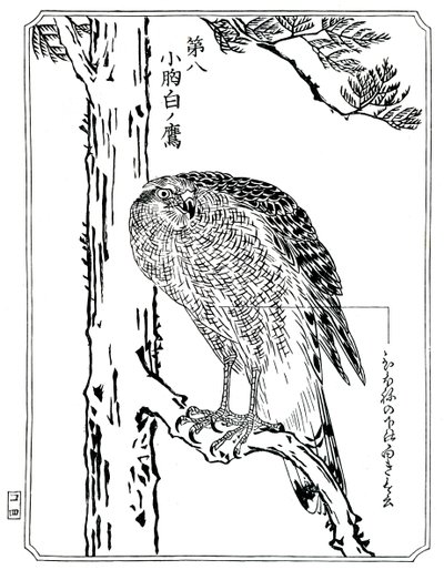 Un halcón, 1898 de Kawanabe Kyosai