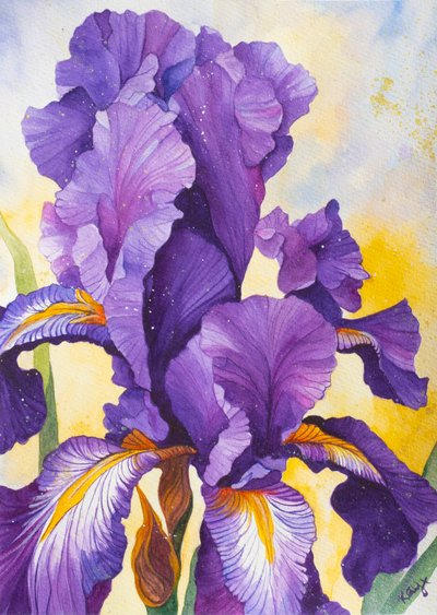 Iris de color púrpura intenso de Kay Shanley