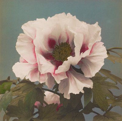 Peonía arbórea de Kazumasa Ogawa