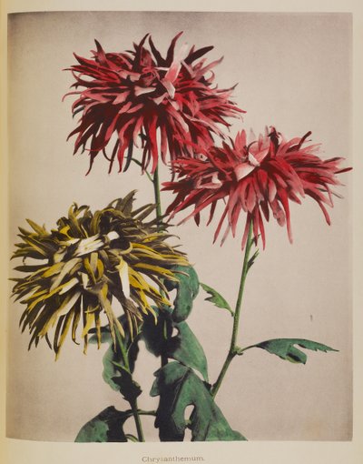 Crisantemo de Kazumasa Ogawa