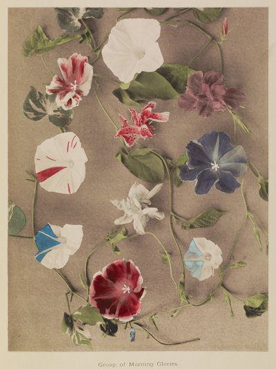 Grupo de campanillas de Kazumasa Ogawa