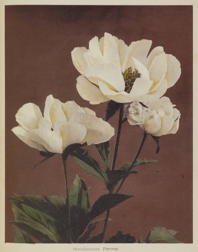 Peonía resistente de Kazumasa Ogawa