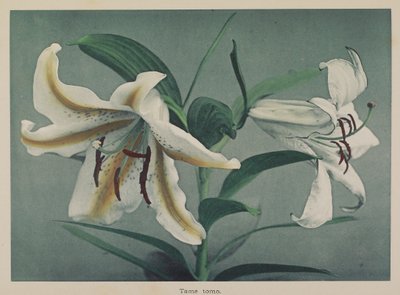 Lily de Kazumasa Ogawa
