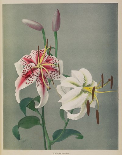 Lily de Kazumasa Ogawa
