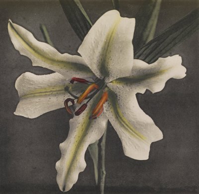 Lirio, 1896 de Kazumasa Ogawa