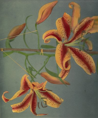 Lirio, 1896 de Kazumasa Ogawa