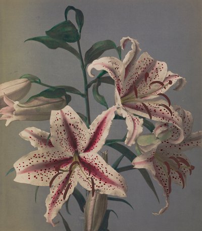 Lirio, 1896 de Kazumasa Ogawa