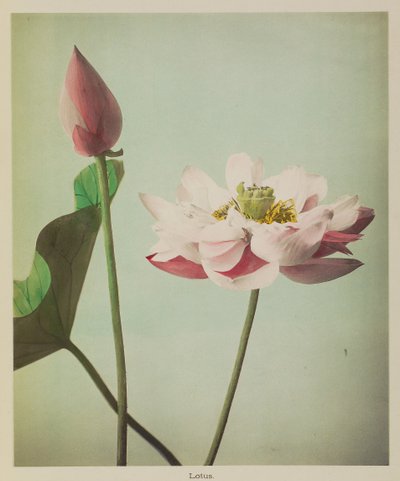 Loto de Kazumasa Ogawa