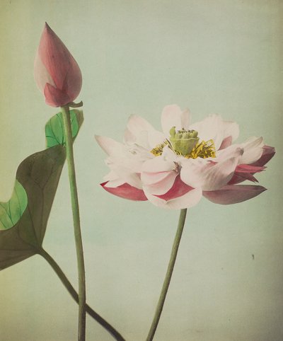 Loto, 1896 de Kazumasa Ogawa