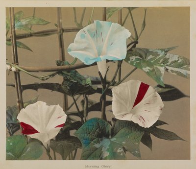Gloria Matutina de Kazumasa Ogawa