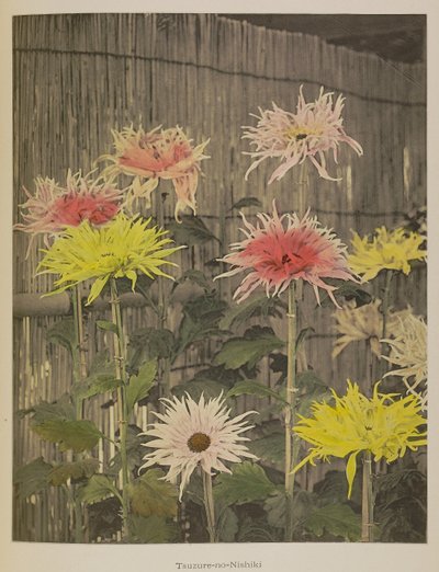Tsuzure-no-Nishiki de Kazumasa Ogawa