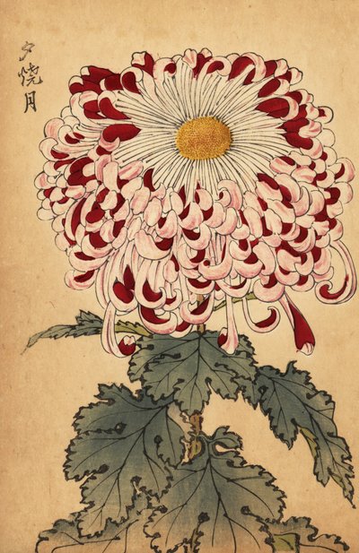 Crisantemo híbrido carmesí y blanco de cuchara.,1893 (grabado) de Keika Hasegawa
