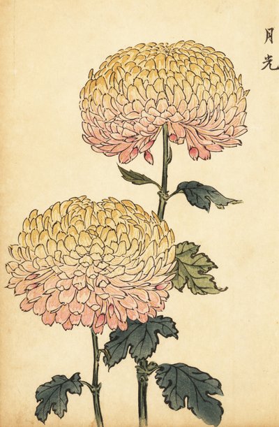 Crisantemo híbrido dorado y rosa pompón.,1893 (grabado) de Keika Hasegawa
