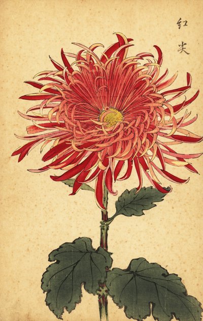 Crisantemo híbrido rosa y carmesí.,1893 (grabado) de Keika Hasegawa
