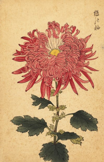 Crisantemo híbrido de pluma rosa.,1893 (grabado) de Keika Hasegawa