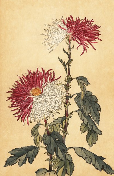 Crisantemo híbrido púrpura y blanco, 1893 (grabado) de Keika Hasegawa